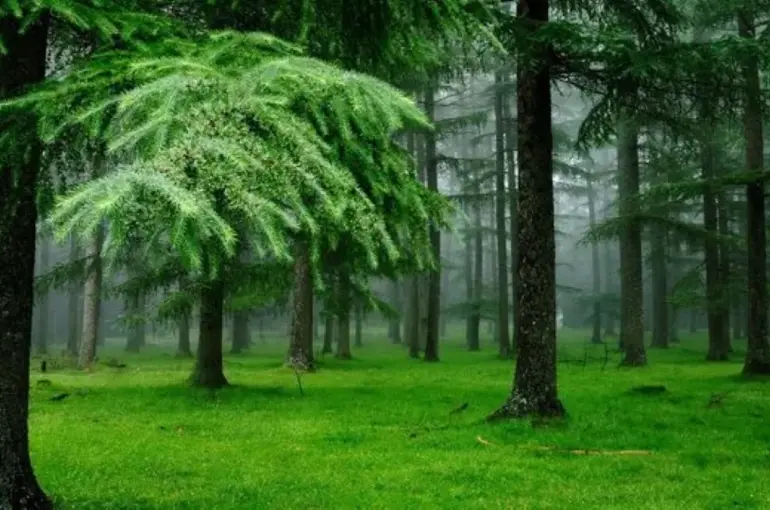 47 İlde Ormanlara Giriş Yasağı Getirildi!