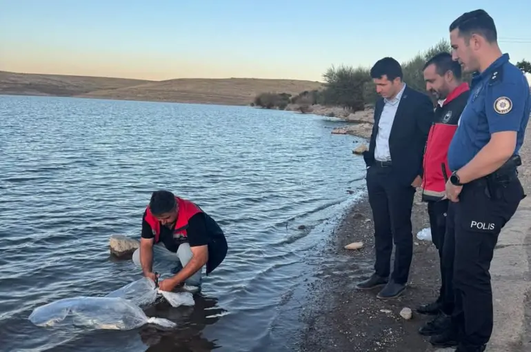 Akören’de Göletlere 40 Bin Yavru Sazan Bırakıldı