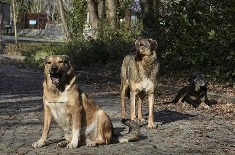Başıboş hayvanlarla ilgili düzenleme komisyondan geçti! Belediyelere ceza geliyor!
