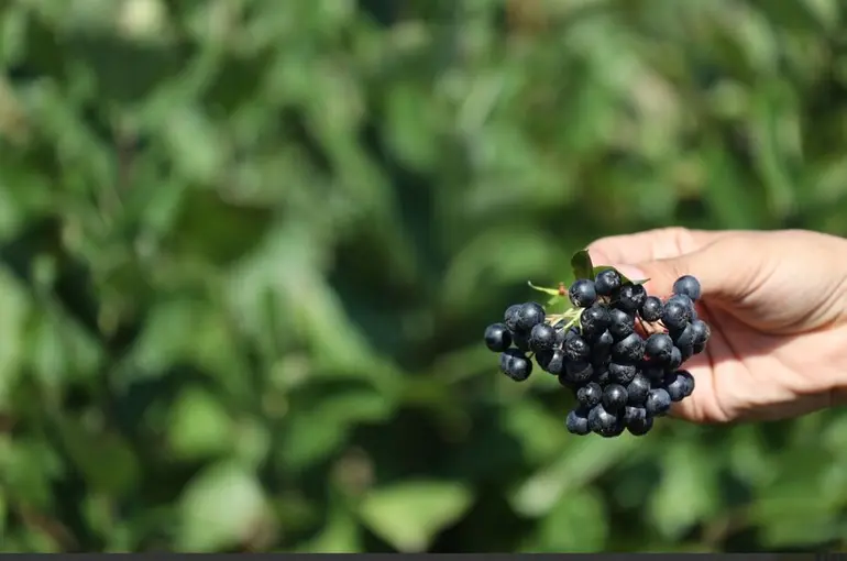 Başkan Altay: “Aronyayı Alternatif Ürünler Kapsamında Yaygınlaştırıyoruz”