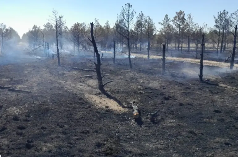 Ciğerlerimiz yanıyor: Konya Karapınar'da binlerce ağaç yandı