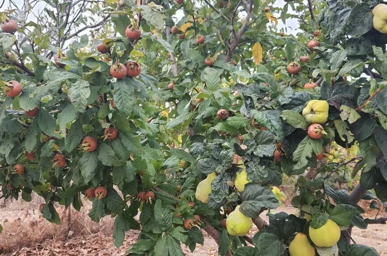 Eskilere göre bu kış sert geçecek