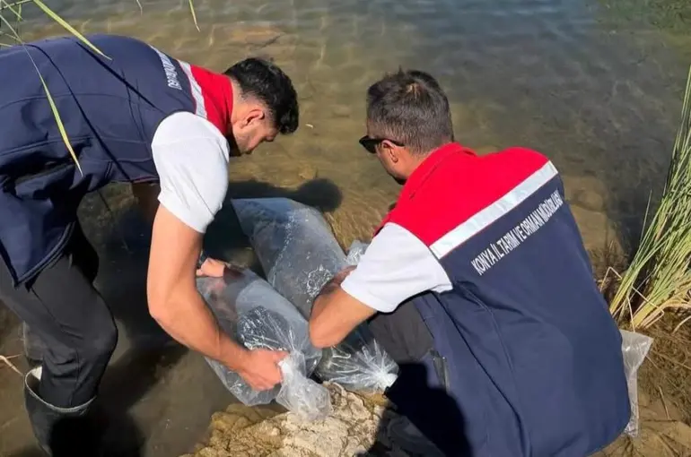 Güneysınır Göletlerinde Balıklandırma Seferberliği: 50 Bin Yavru Balık Bırakıldı
