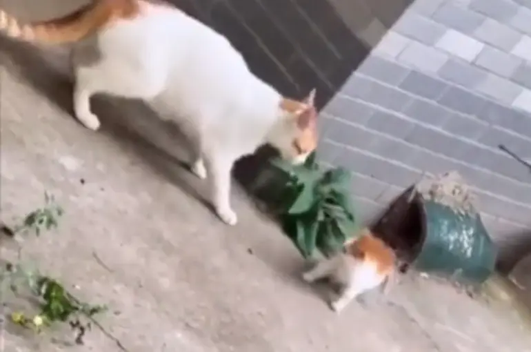 İzlenme rekoru kırdı! Yuvadan uzaklaşan yavrusuna anne kediden patili dayak