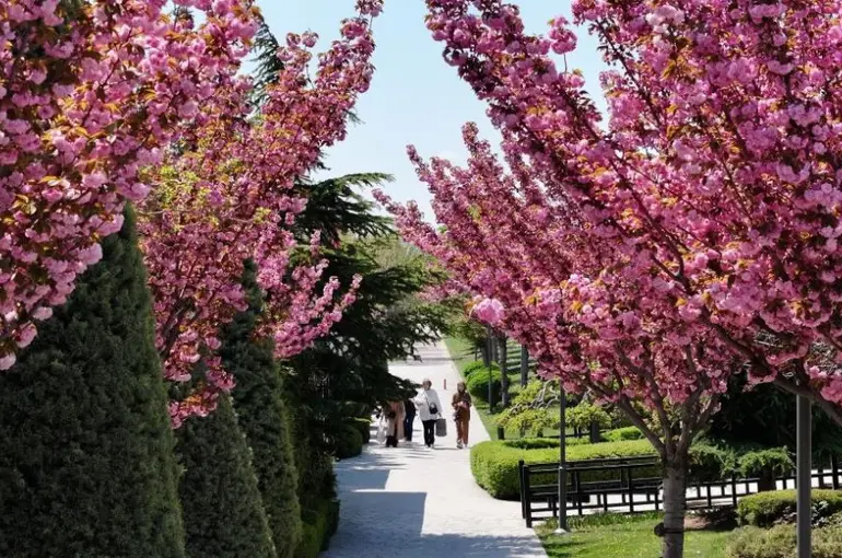 Japonya’ya Gitmeden Sakura Keyfi Konya’da