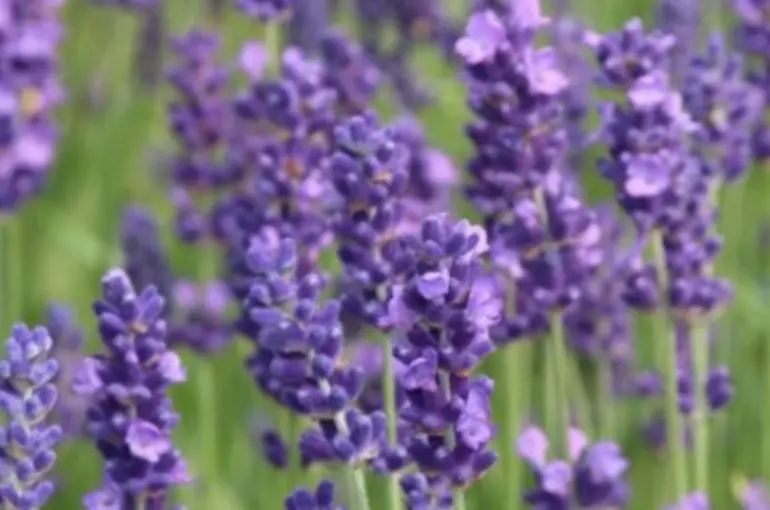 Karabaş Otu hangi hastalıklara iyi geliyor?