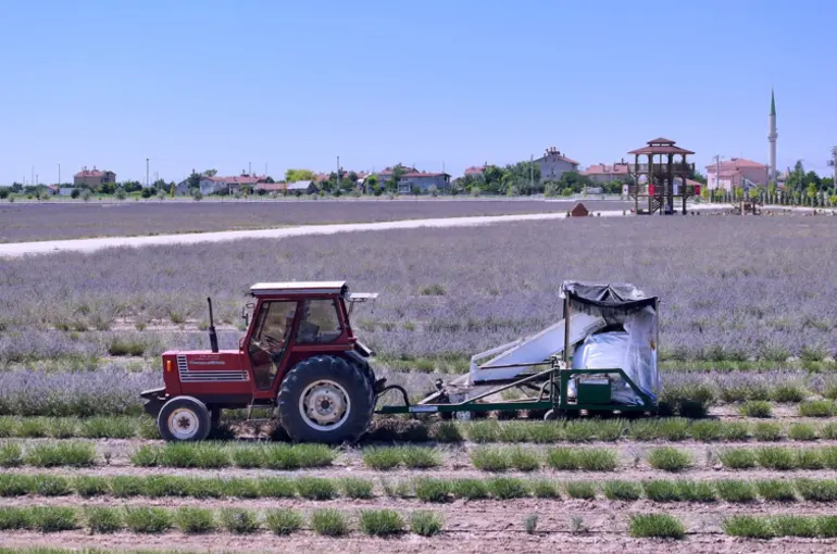 Karatay Lavanta Bahçeleri’nde Hasat Zamanı