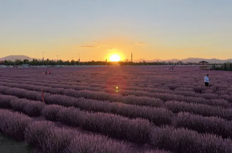 Karatay’da Lavanta Bahçesi Güzelliği İle Ziyaretçilerini Büyülüyor