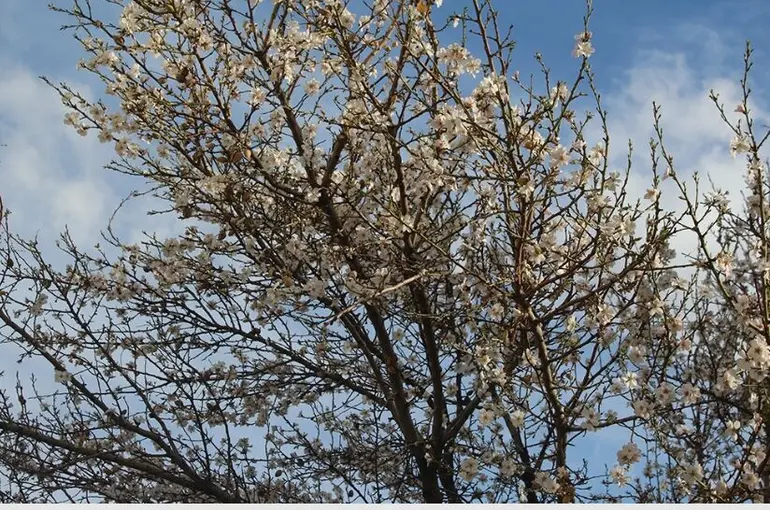  Konya şehir merkezinde ağaçlar çiçek açtı