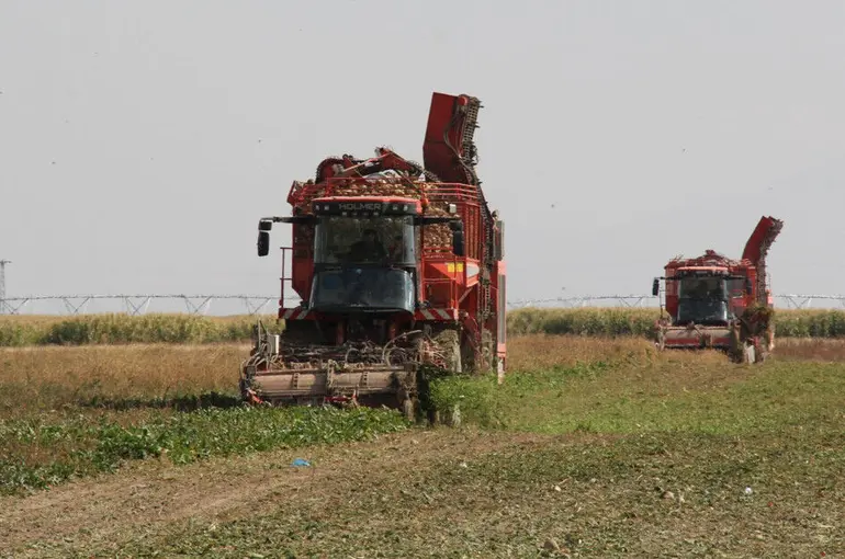 Konya Şeker'den Pancar Söküm Avansı