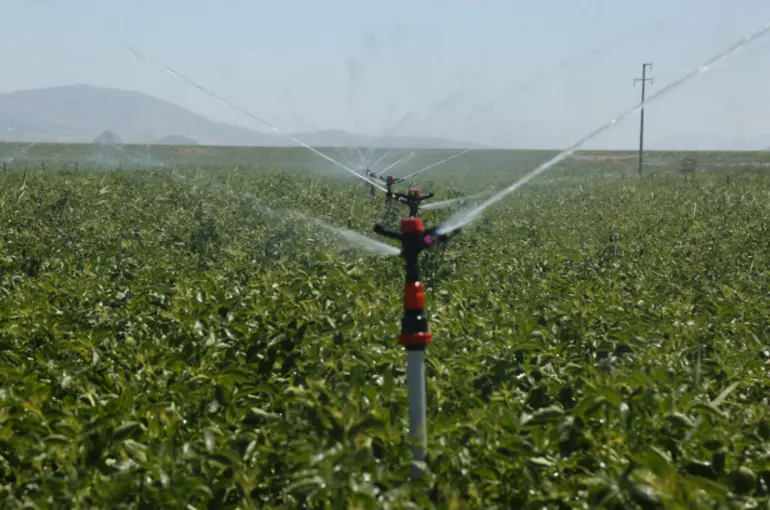 Konya Şeker’den Üreticilere 182 Milyon Avans Ödemesi