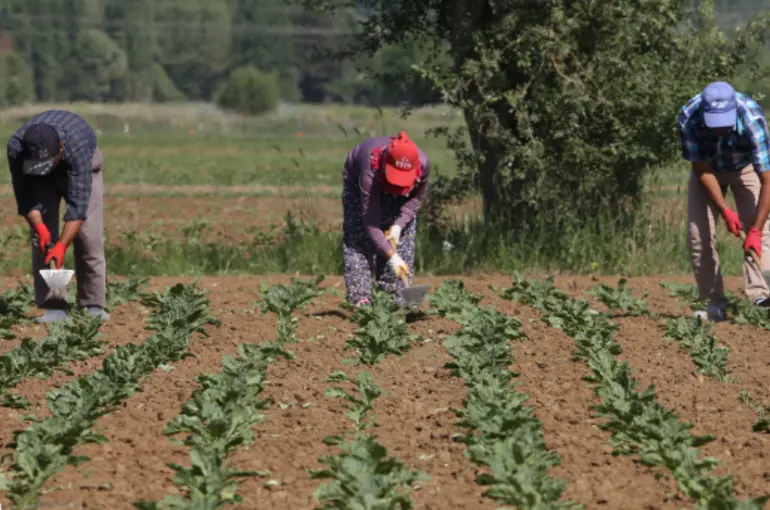 Konya Şeker’den Üreticiye 165 Milyon TL’lik avans ödemesi