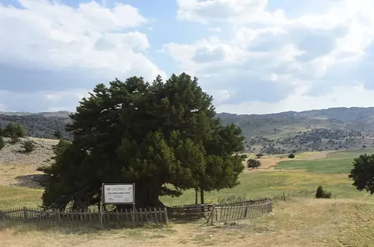 Konya’da 2 Bin Yıllık Anıt Ağaca Büyük Zarar: Sprey Boya ve Bıçak İzleri