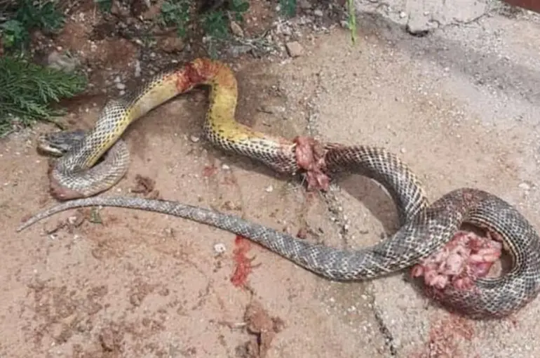 Konya'da dev boğa yılanı paniği 