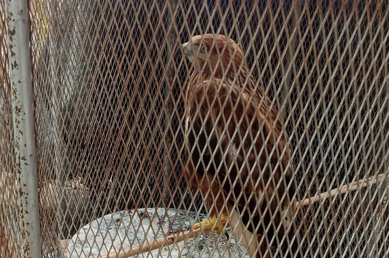 Konya’da kafeste şahin besleyen iş yerine polis baskını