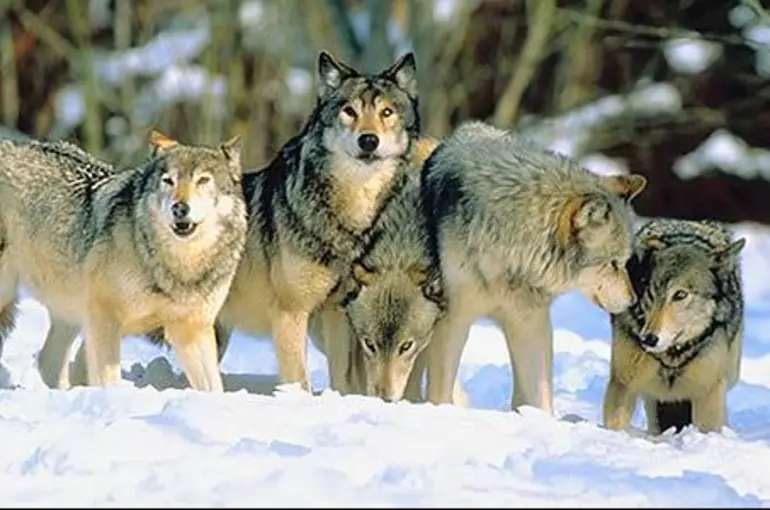 Konya'da kurt sürüsü ineklere saldırdı