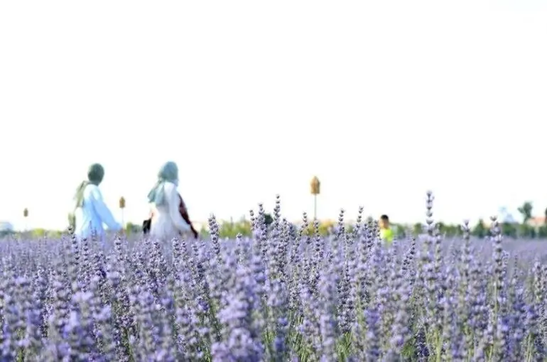 Konya'da Lavanta Günleri başladı