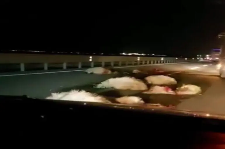 Konya'da tır koyun sürüsüne çarptı