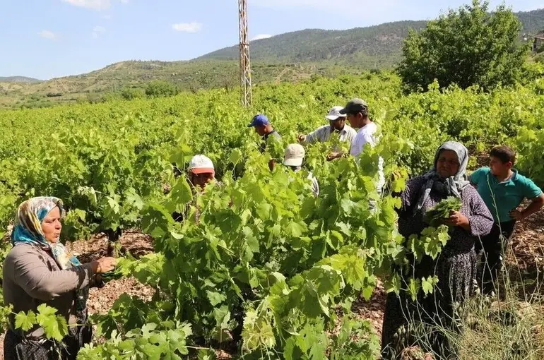 Konya’da üzüm yaprağı hasadı başladı