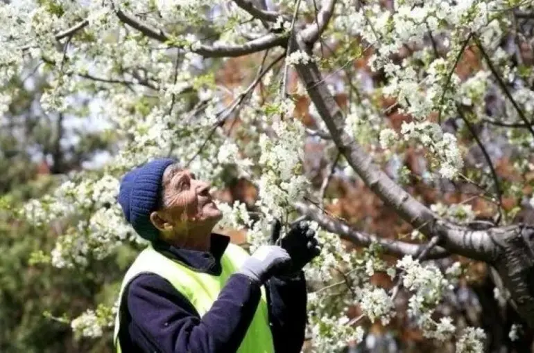 Konya'nın yeşil adamı!15 yılda 45 bin ağaç dikti!