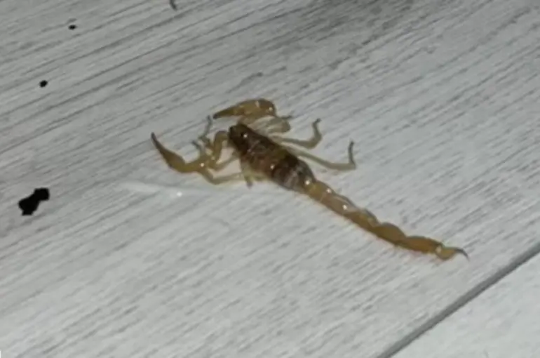 Konya'yı akrepler bastı! Evinizin o bölgesini kontrol edin!