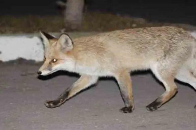 Konya’yı tilkiler bastı! Aileler çocuklara dikkat