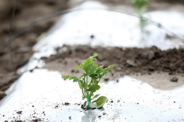 Meteorolojiden zirai don uyarısı