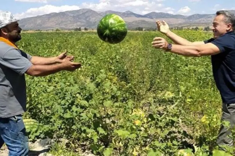 Seydişehir karpuzu ihraç ediliyor