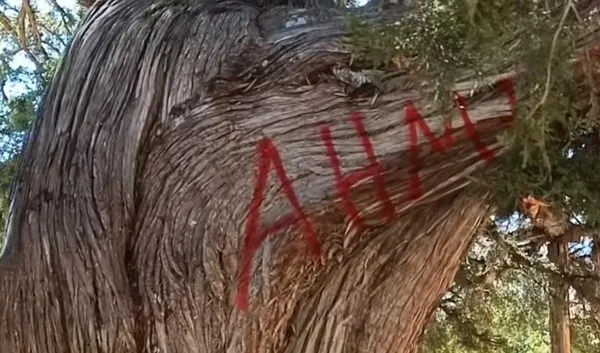 agaçççç.webp