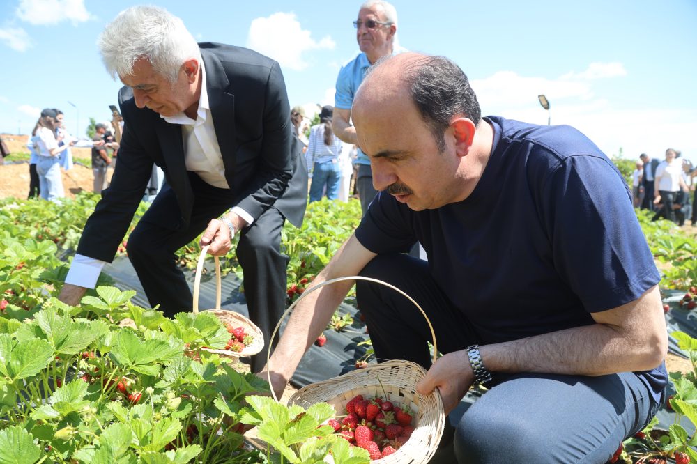 çilekkk.jpg