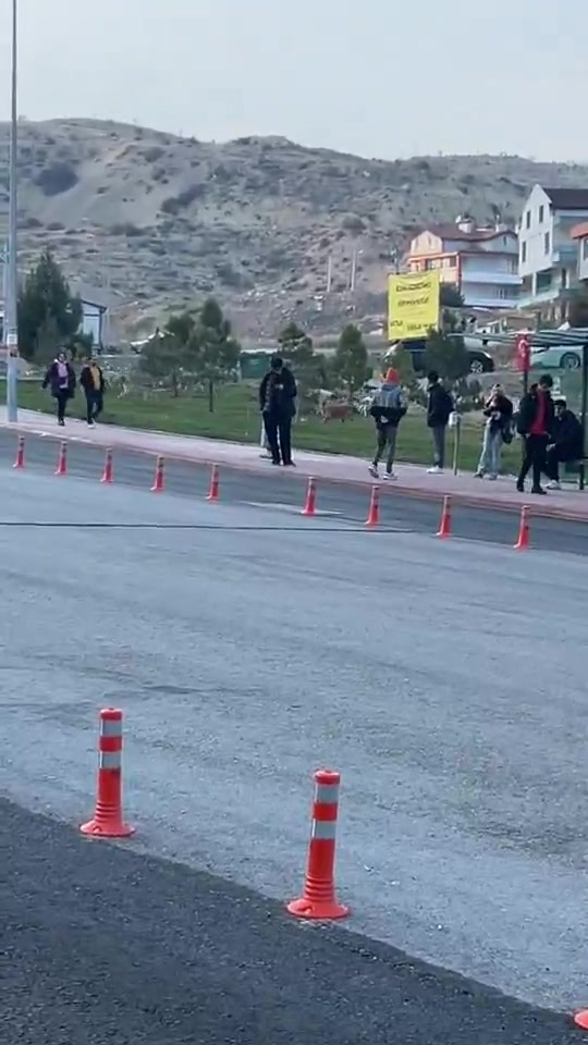 Konya’da Üniversite Öğrencileri Başıboş Köpeklerden Şikayetçi